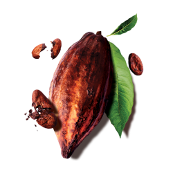 #3224 Heidi Dark 75 Bite